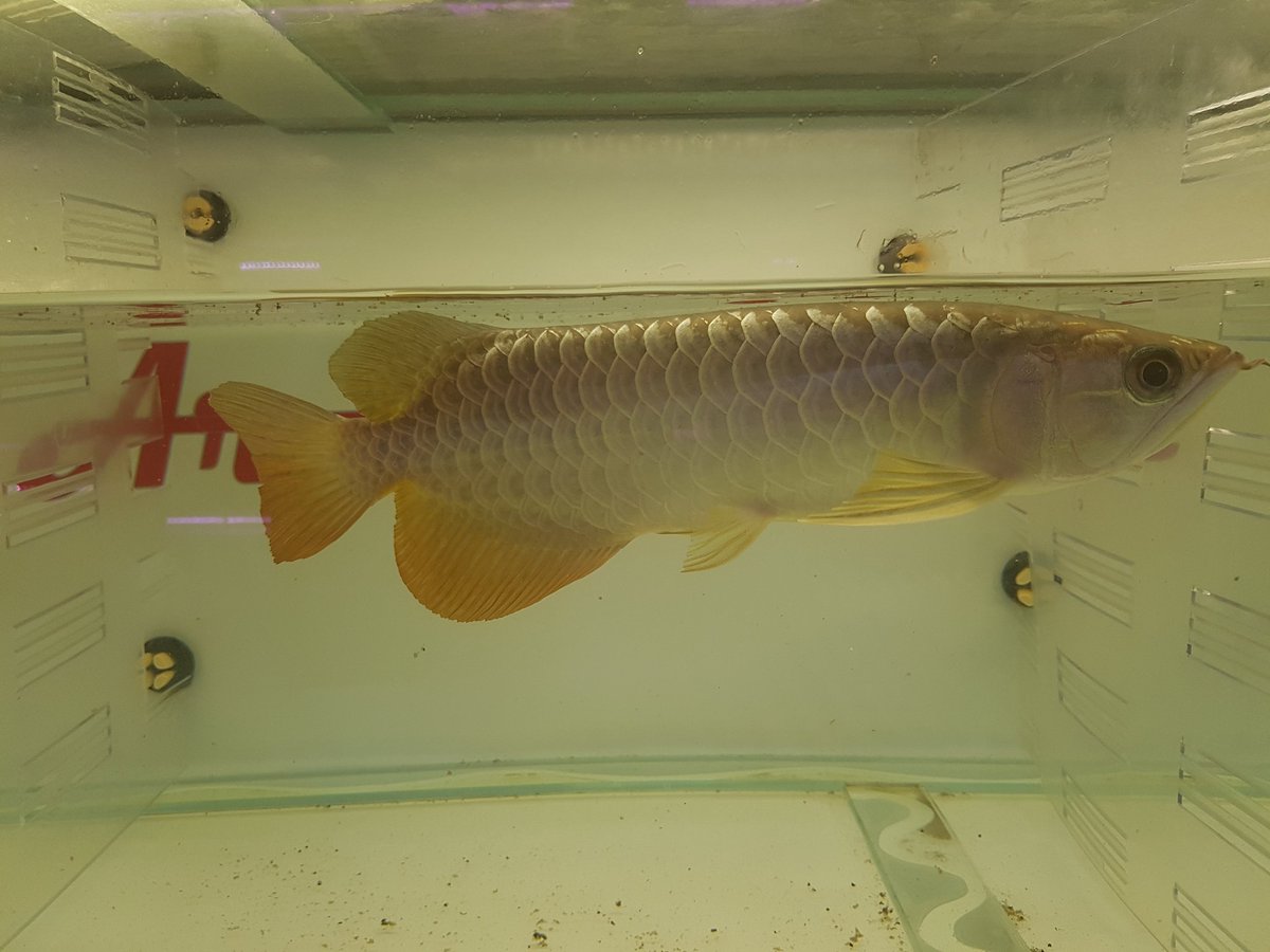 planetarowana's tweet image. In stock
