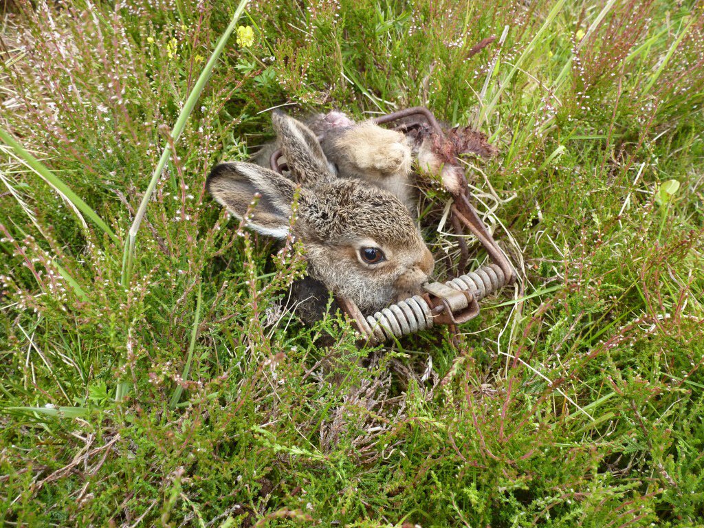 Team4Nature's tweet photo. EVERYONE in UK has POWER to hold this "sport" to account! Please SIGN &amp; SHARE everywhere! https://t.co/AzRrxSiOz9 https://t.co/TDk0nuvX0r