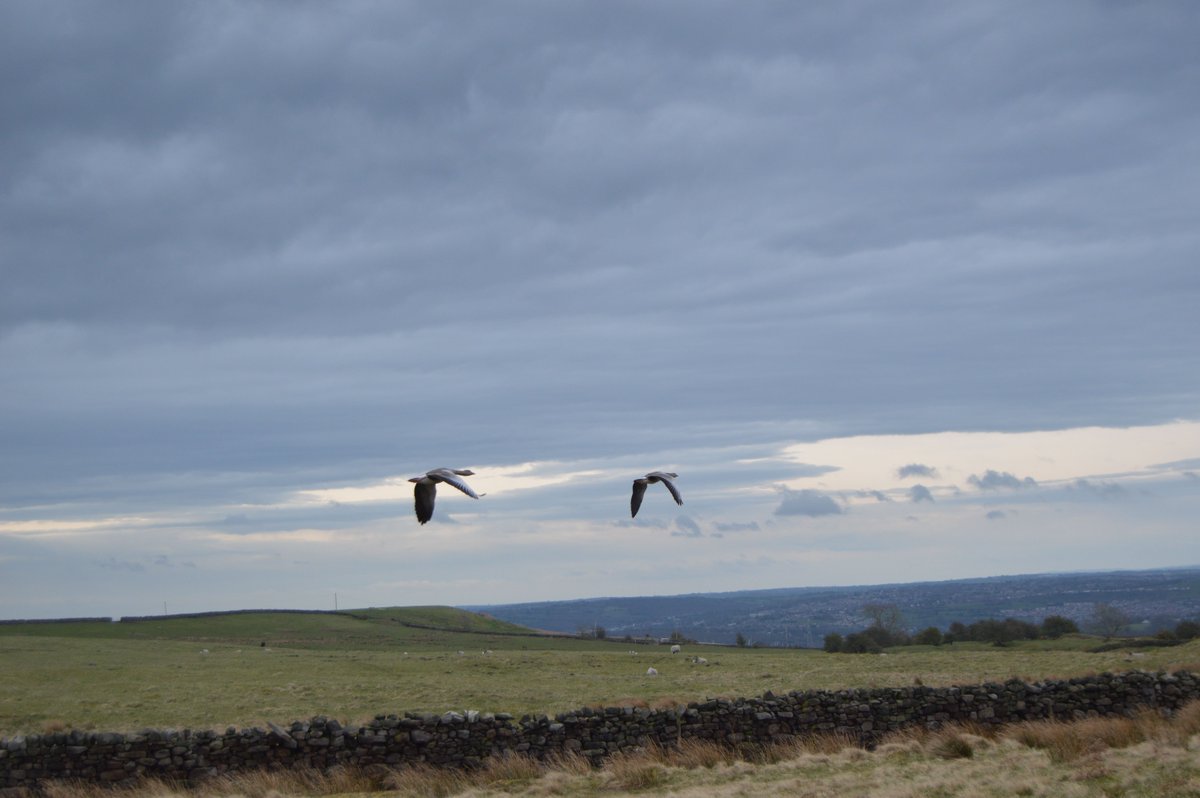 A rare moment of nature in action on Ilkley Moor, as a pair of greylag geese take flight.