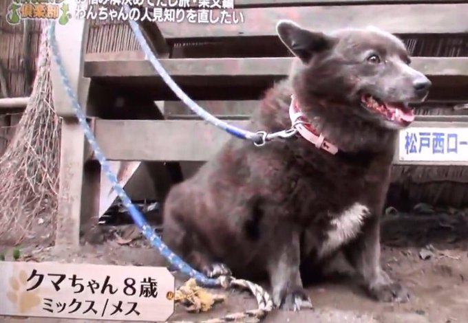 甲斐犬のtwitterイラスト検索結果 古い順 甲斐犬のtwitterイラスト検索結果 古い順