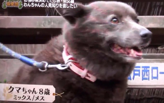 甲斐犬のtwitterイラスト検索結果 古い順 甲斐犬のtwitterイラスト検索結果 古い順