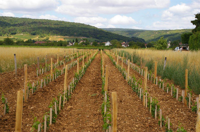 En Méchalot climatsdebourgogne.wordpress.com/2016/07/09/en-…