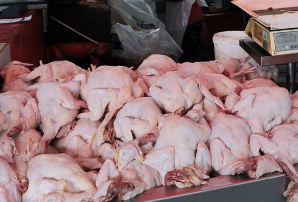 🇲🇾Astro AWANI🇲🇾 on Twitter: "#AWANInews Seekor ayam RM30 di Kota Baharu - KPDNKK https://t.co/znlp1zWuZW.… "