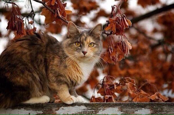 mikecoulson48's tweet photo. UK Government Introduce Licensing for all Air Weapons and Protect our Cats https://t.co/Ms7vVQa2Bb https://t.co/q6wLFtno6Z