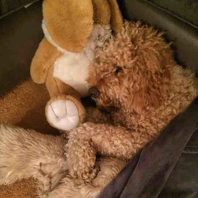 HenryB157's tweet photo. It's been such a hard week being 3, time for a well earned rest #weekend #sleepy #labradoo… https://t.co/BqJXgXaUPi https://t.co/POf2zhBLtv