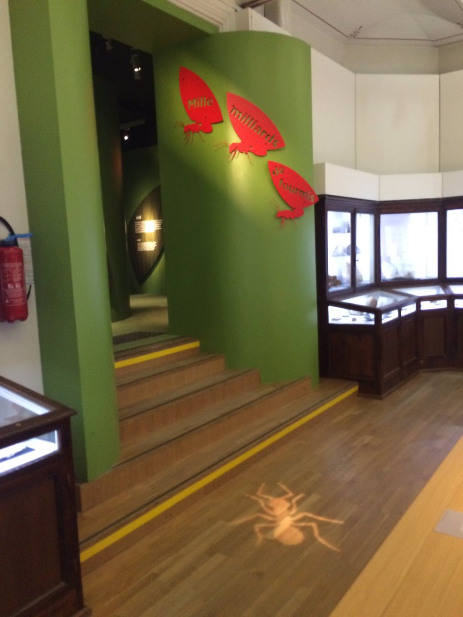 Fredooz2's tweet photo. L' histoire de l'expo #fourmis du @palaisdecouvert continue à @nantesfr au #muséum #Amcsti2016 https://t.co/pxFZI8Ygup
