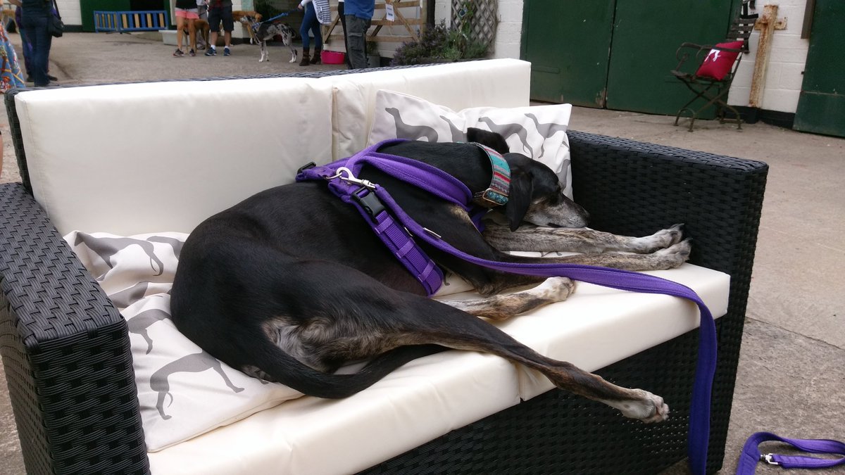 ForeverHoundsUK's tweet image. Alfred has found a great spot to chill out at the Forever Hounds Trust 20th birthday party! #sofadog #partydog