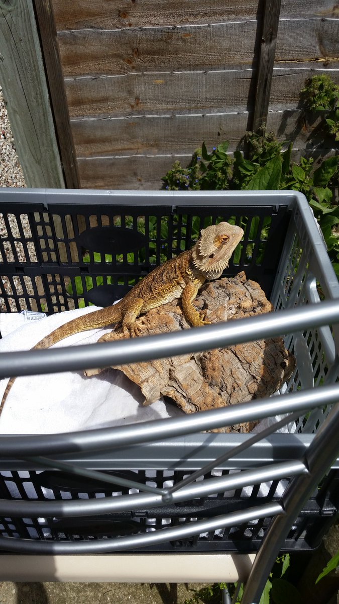 My zeus enjoying the sunshine🌞