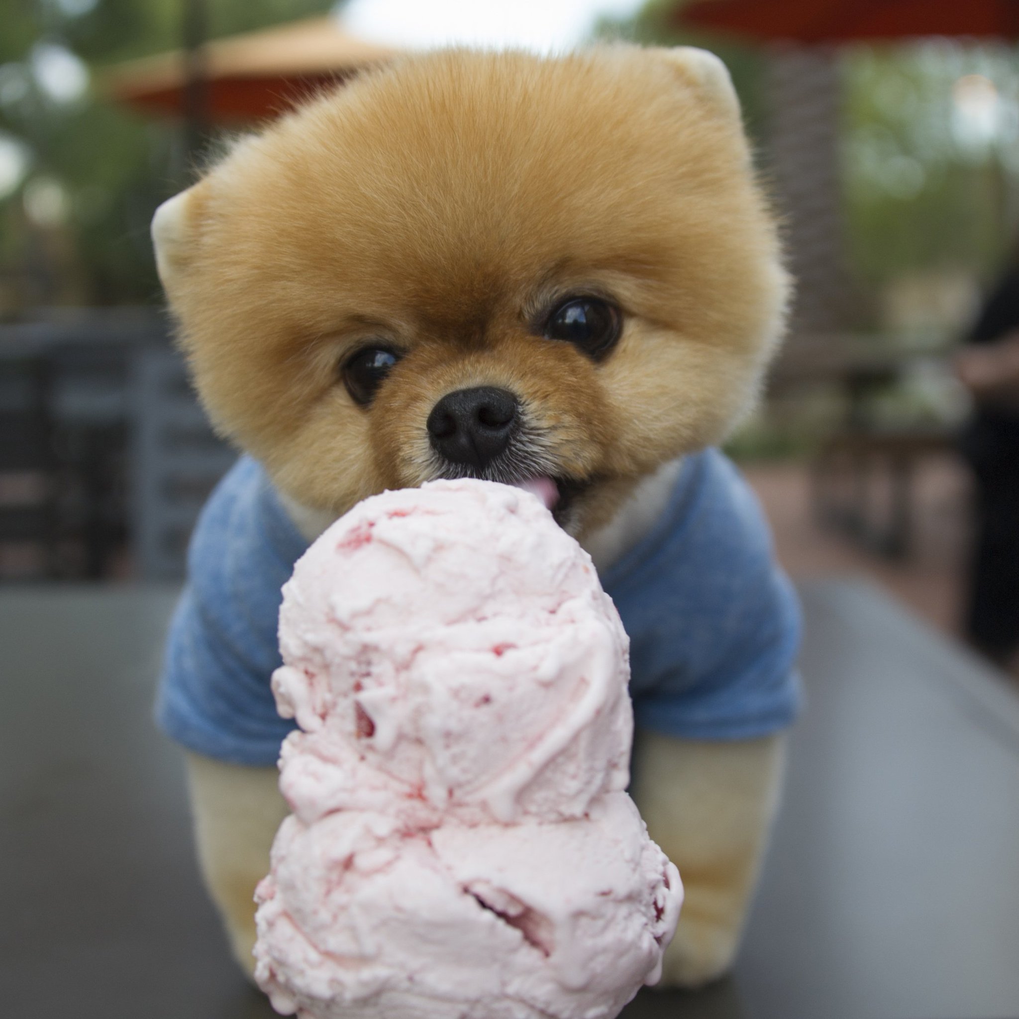 jiffpom on Twitter: - 2048 x 2048 jpeg 323kB