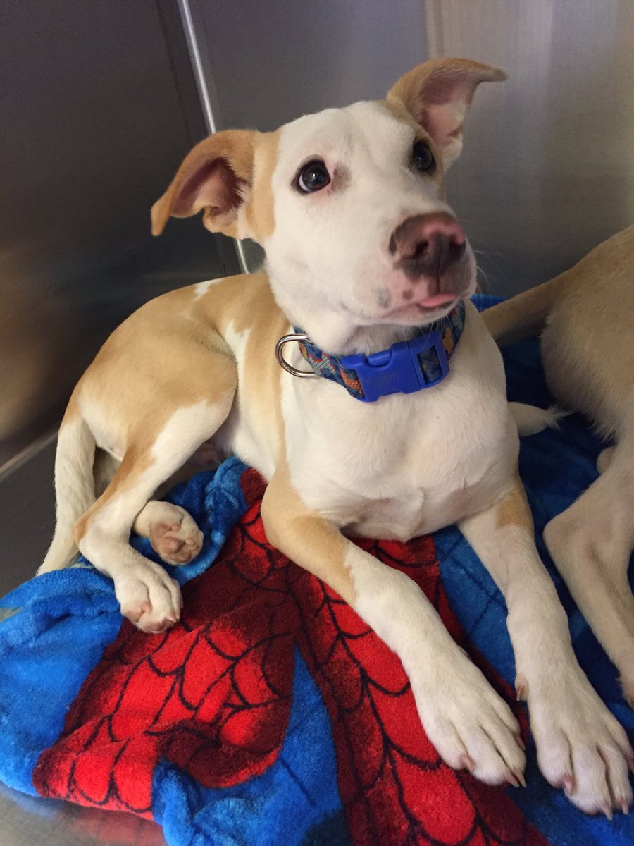 HumaneSocietyWT's tweet photo. This is Sylvester! He is a little shy but loves everyone. He loves other dogs and kids! https://t.co/VLcSbfmCov
