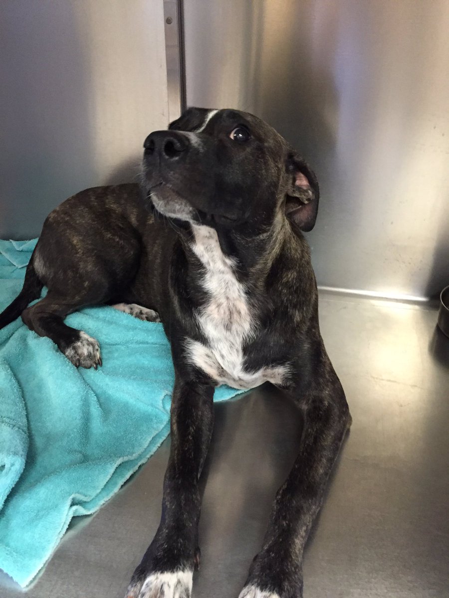HumaneSocietyWT's tweet photo. This is Stripy! She is very calm and loving. She would love to find her FURever home! https://t.co/fKjfQtk9Mq