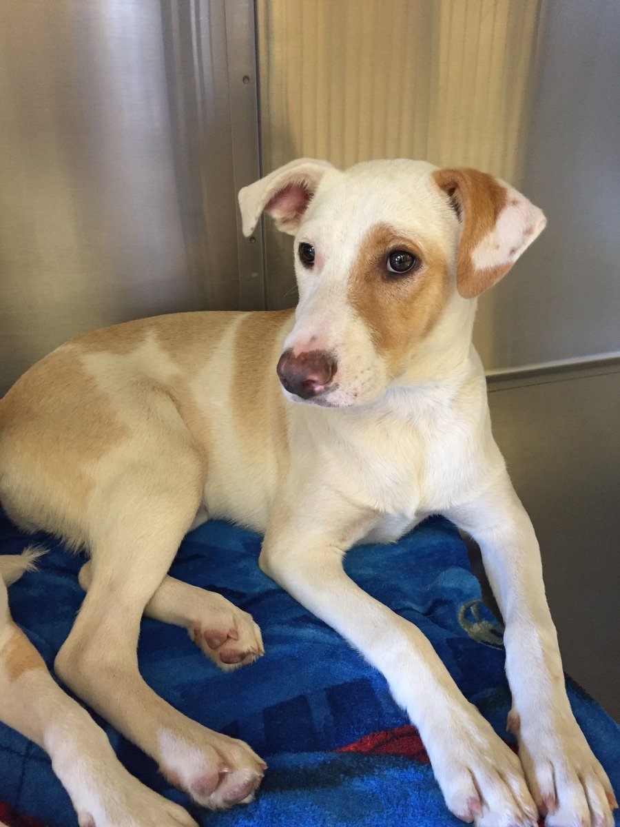 HumaneSocietyWT's tweet photo. This is Spud! He is Sylvester's brother and also loves everyone. He is doggy-door and crate-trained! https://t.co/G2AU5FDA5v