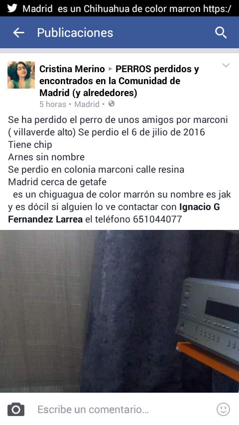 criis_merino's tweet photo. Sigue perdido por marconi (villaverde alto) Madrid Chihuahua de color marrón y su nombre es jak contacto 651044077 https://t.co/kuyeHLjcqp