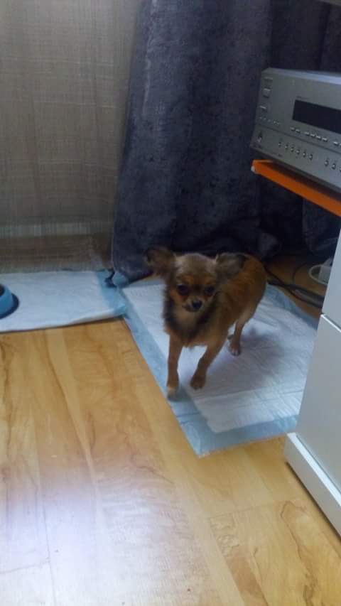 criis_merino's tweet photo. Sigue perdido por marconi (villaverde alto) Madrid Chihuahua de color marrón y su nombre es jak contacto 651044077 https://t.co/kuyeHLjcqp