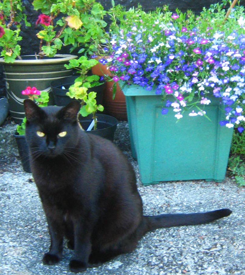 Thank you4your kind help trying to save Lucky, sadly he couldn't make it after all. We're missing him terribly - RIP