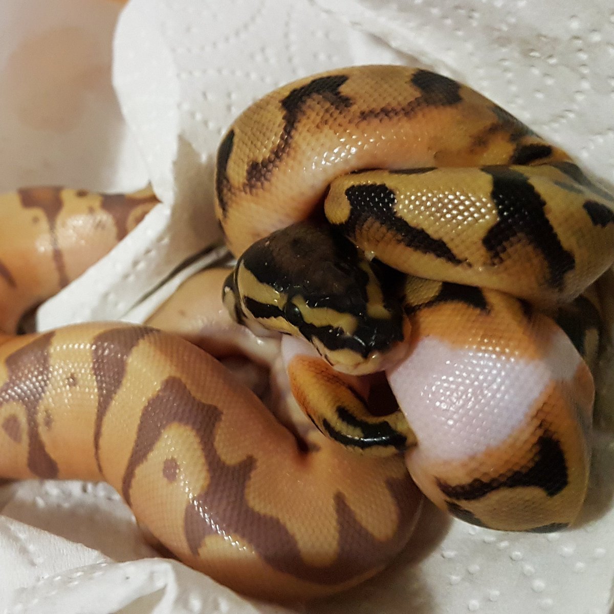 DOC_Reptiles's tweet photo. EXCITING NEWS: We have BABY SNAKES!!! :D #royalpythons #ballpythons #pythons #snakes #reptiles #exoticpets #business https://t.co/iGb7Ua2nGY