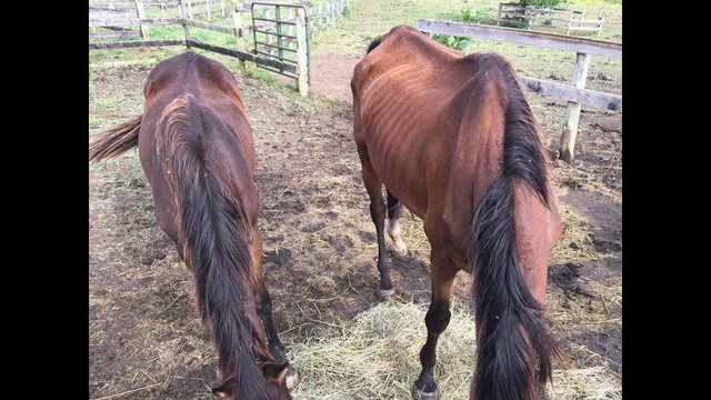 trfinc's tweet image. Story from @WHAS11 on TRF Blackburn and Mercer County rescued horses: bit.ly/29vu81b