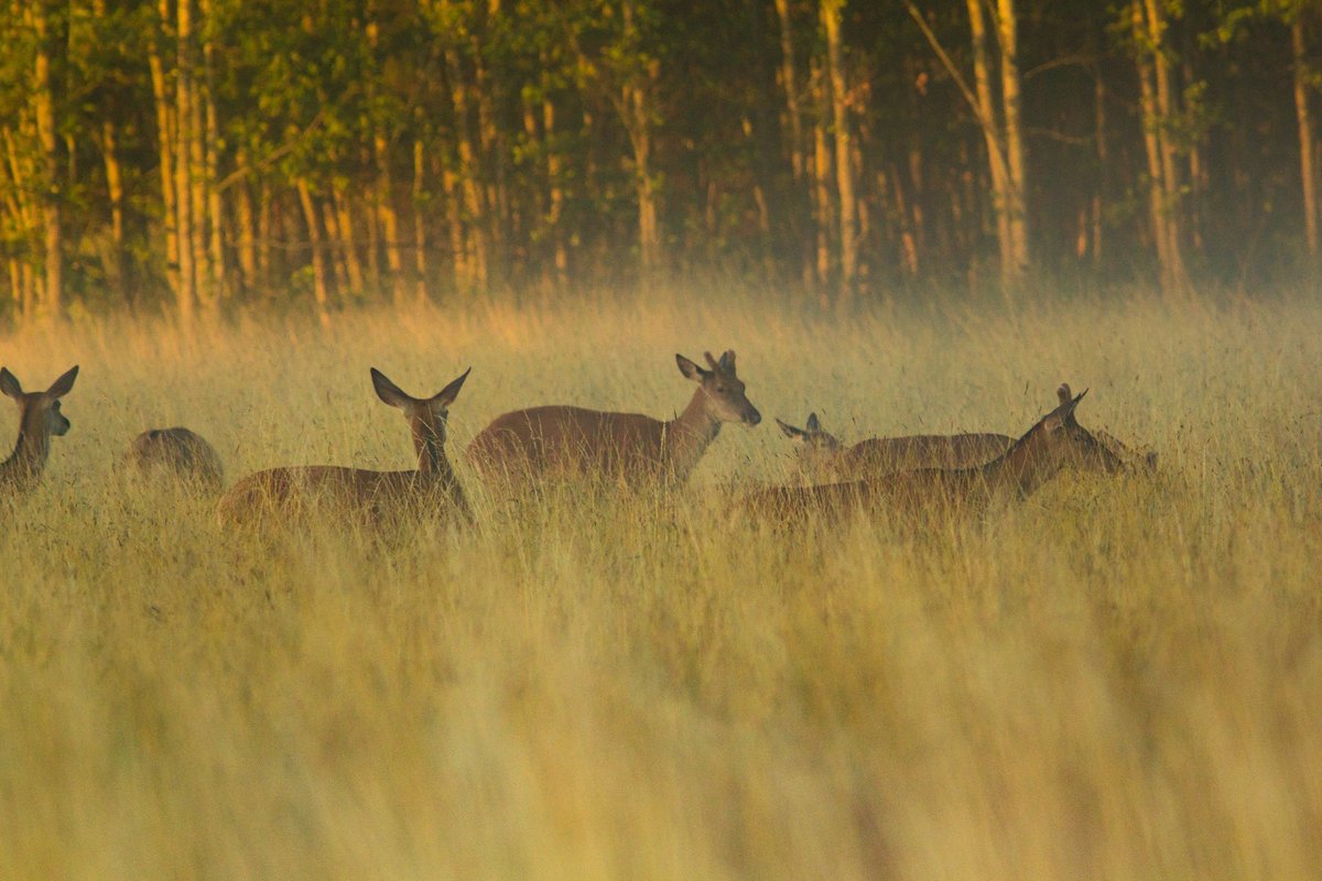 AnnetteKarels's tweet photo. Veel wild gespot in @BialowiezaFore2. 3u opstaan loont! https://t.co/c8ooQ2deFn