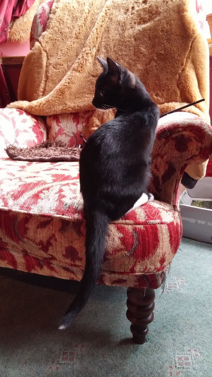 jwalton506's tweet photo. @KeighleyCatCare Amos definitely enjoying his new life. Loves his tummy tickles and playtime with the others https://t.co/5rHszjclFN