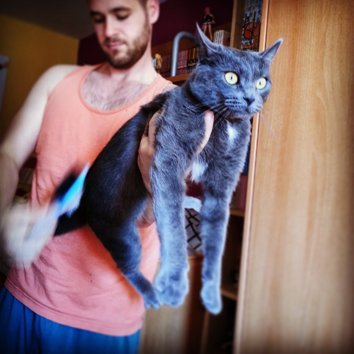 viictork91's tweet photo. Cepillame el pelo humano! LO GOSA #aria #gatita #viciarlo #noestodojuegos 💙
 En el canal nuevos videos!! https://t.co/4ooa6BsHd5