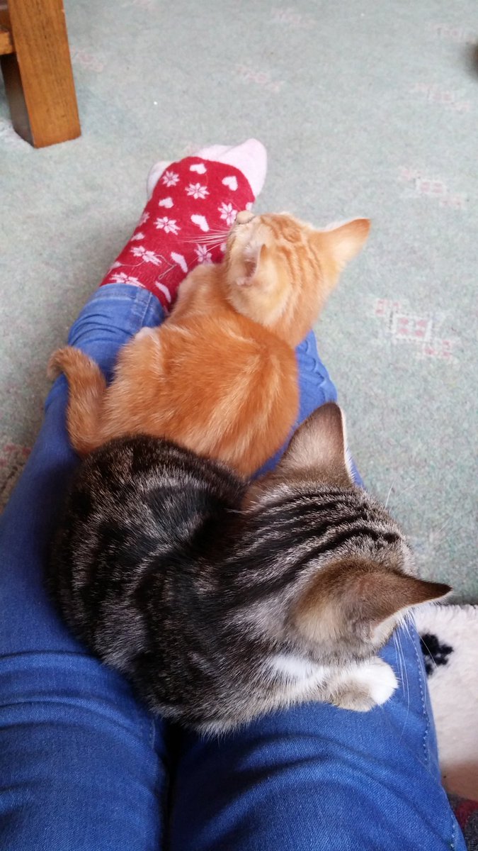 jwalton506's tweet photo. @KeighleyCatCare Esme &amp; Yorrick (previously Yalena &amp; Yogi) completely settled in and causing havoc https://t.co/eHqO63H9Ga