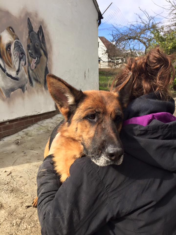 German Shepherd Rescue Elite ( GSRE ) tweet media