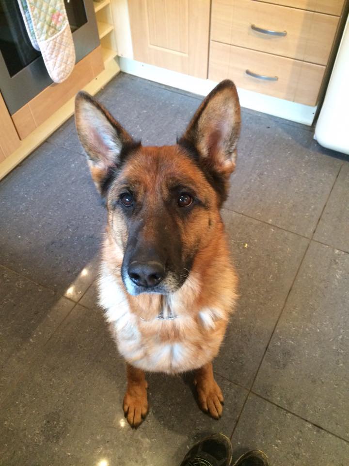 German Shepherd Rescue Elite ( GSRE ) tweet media