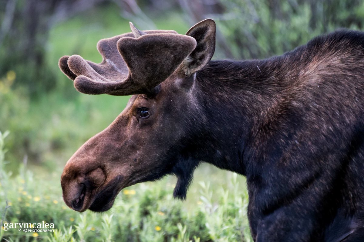 neotericracing's tweet photo. Shooting Moose at Rocky Mountain State Park this week. One got a little too close for comfort https://t.co/Dd984dnzo8