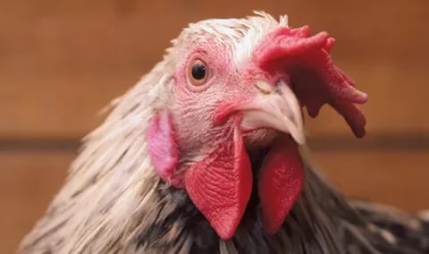 Evil_Adonai's tweet image. пар на 95% безопаснее обычного дыма, и вообще, парю где хочу, законом не... а нет(