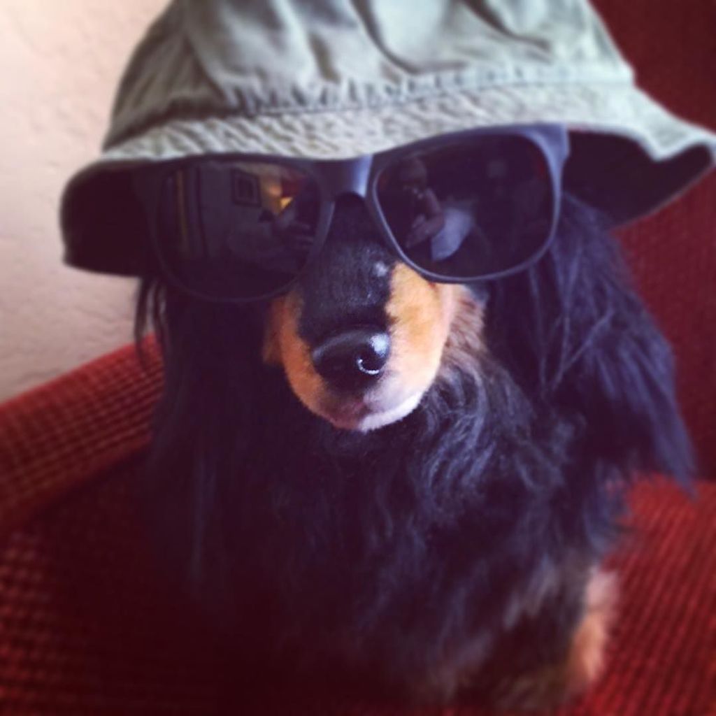 Coco_Flotte's tweet photo. Ready for fun in the sun #workfronzwedding2016 #cocoflotte #iwantacuddleclone #hipster_dox… https://t.co/X6wEjgD1wf https://t.co/jO3u0w81hU