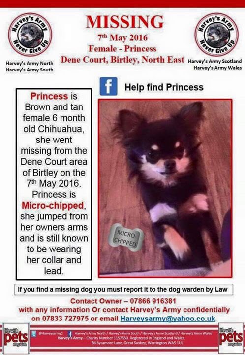 The_Animal_Team's tweet photo. #missing #Chihuahua #denecourt #birtley #northeast #help #harveysarmy @Harveysarmy1 https://t.co/d7MWv73w2k