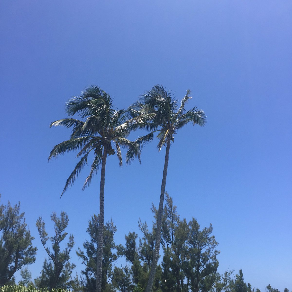 A Bermudaful day indeed! ☀️🌴🏄🏽🚴🏾🏊🏾🏐🍹 #elbowbeach #bermuda #islandlife #vacation