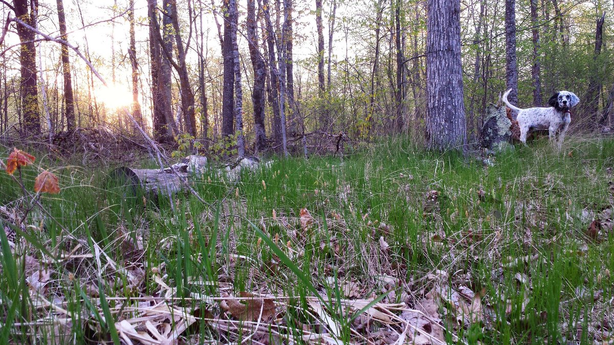 modernwildmn's tweet image. Young blood has been showing hunting lineage ever walk outside. Sora pup is going to be a good one
#huntingmachine