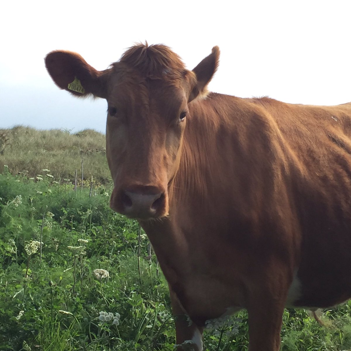 Car boot at #saumarezpark tomorrow 10-2: thx to <a href="/LesDouvresGsy/">Les Douvres</a>, <a href="/GuernseyDairy/">Guernsey Farms Dairy</a> &amp; <a href="/waitrose/">Waitrose & Partners</a> for raffle prizes