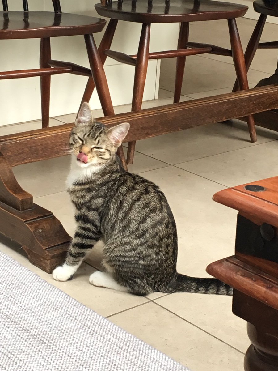 Mackerelthecat's tweet photo. Can you touch your nose with your tongue? Mack 🐾 #cats #kittens #challenge #canyoudoit #CutePet https://t.co/os6NeaVnBo