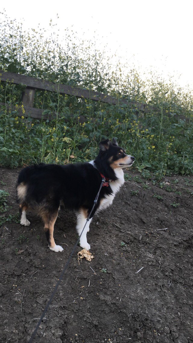MarieKaufer's tweet photo. #saturdaymorning run with my bestie #OSC #JPLife #movemore #dawnpatrol #nelliegailranch @brooksrunning @juiceplus https://t.co/WkiLolu0wK