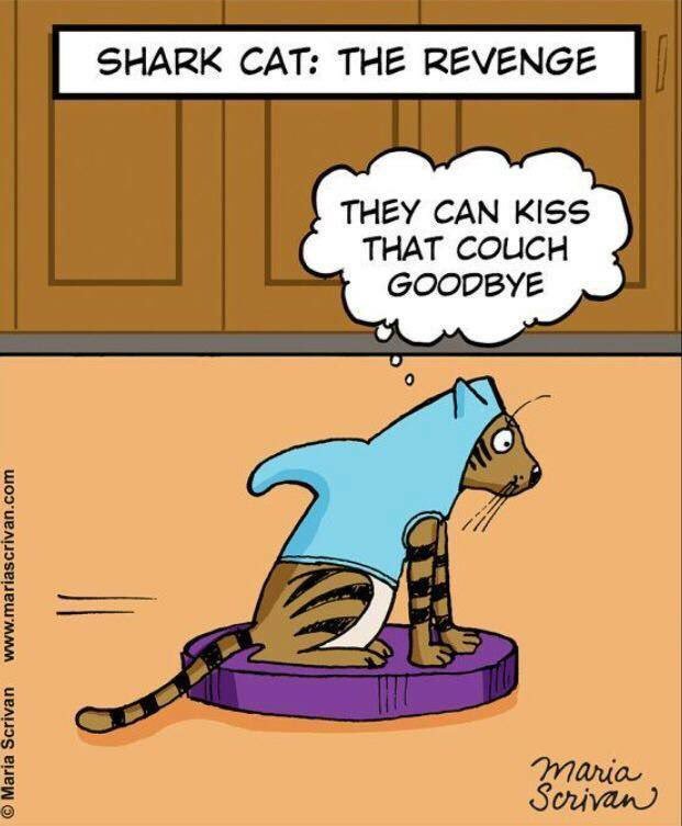 LightForHope_'s tweet photo. #Caturday #Shark #Roomba #awesomeness #unstoppable https://t.co/NsSxxbZOAv