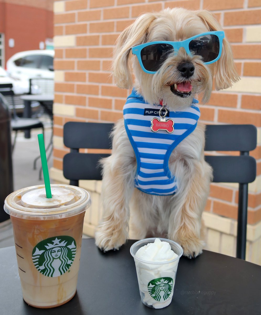 rambothepuppy's tweet photo. i can never really get going on a saturday until i’ve had my pupuccino ☕#YumYum #GetInMyTum | @Starbucks #starbucks https://t.co/nfLRr8TtBl