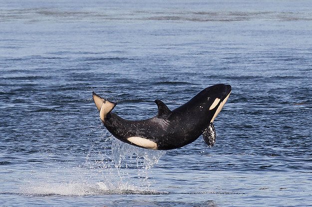 Baby Orca loving it's life