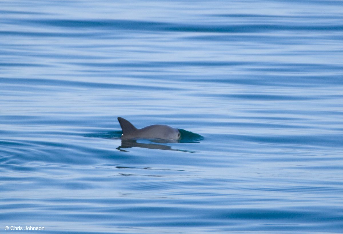 Around 60 #vaquitas surviving on Earth, RT to raise awareness. wwf.is/ct0n3021etP
