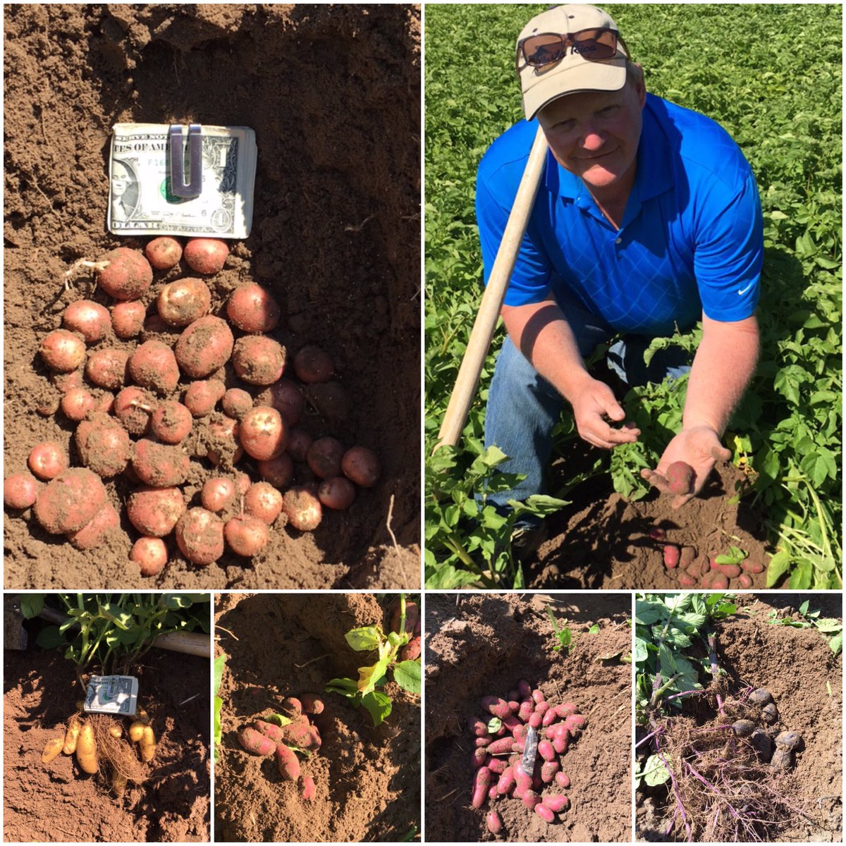 SW_fingerlings's tweet image. Getting ready for another great season! Our fingerling #potatoes are looking BEAUTIFUL! #idahopotatoes @IdahoPotato