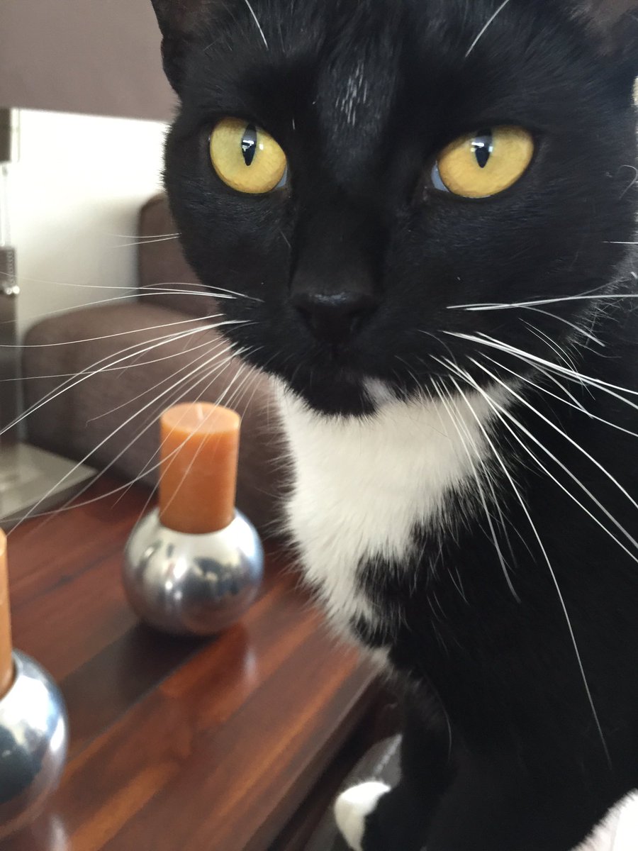 PoesMoortje's tweet photo. Happy #Caterday ❤️ https://t.co/Scj7u5zFGR