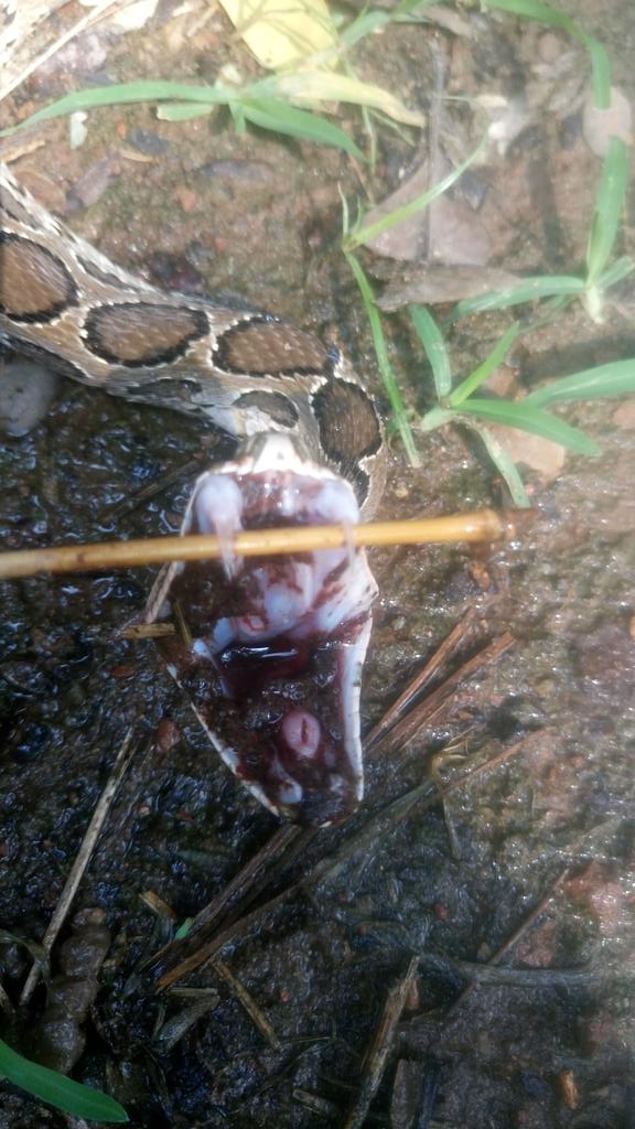 singhvix's tweet photo. Snake with three venom fang's https://t.co/jxy9jaG9nF
