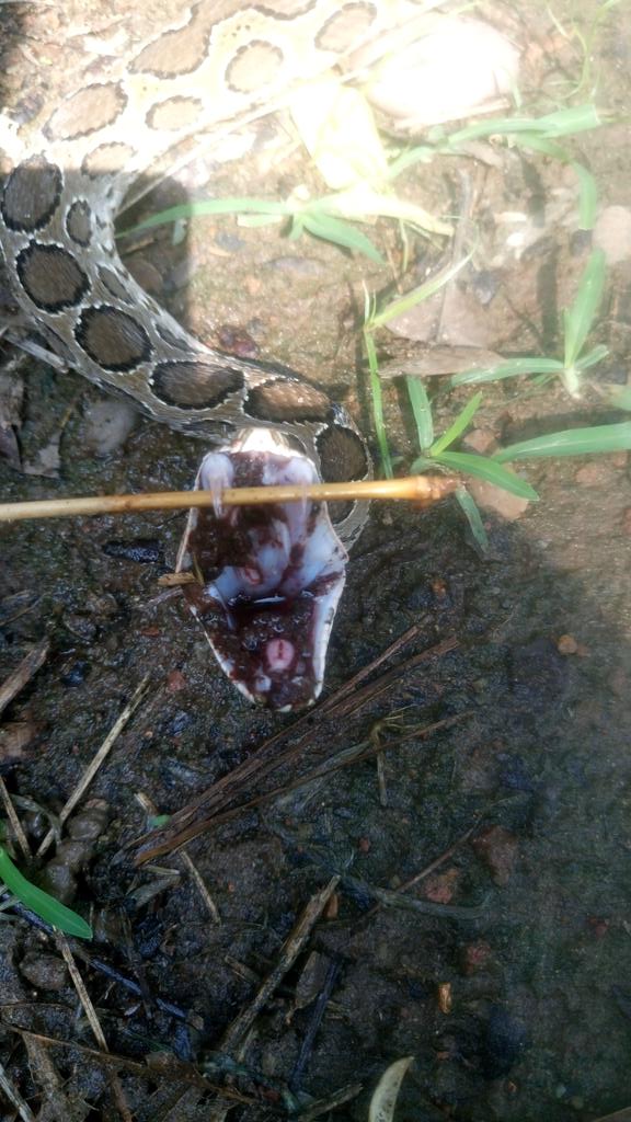 singhvix's tweet photo. Snake with three venom fang's https://t.co/tkyzU8LMCT