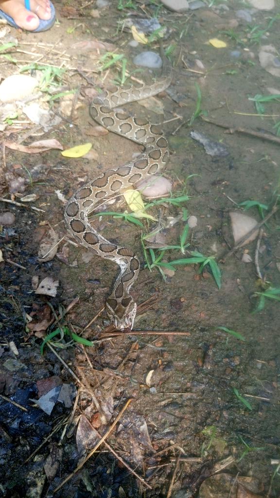singhvix's tweet photo. Snake with three venom fang's https://t.co/tkyzU8LMCT