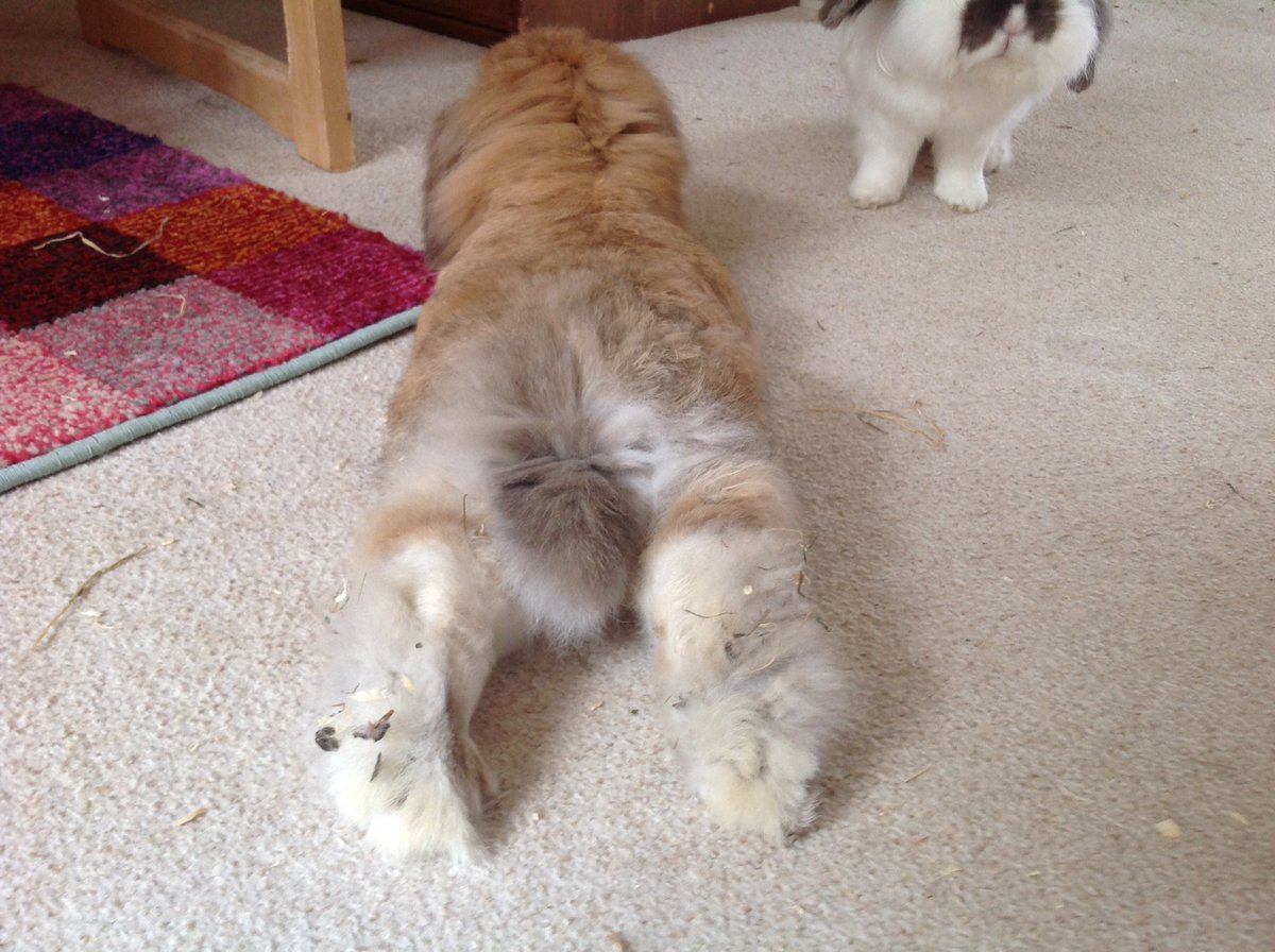 spnbunnies's tweet photo. Bunny: feets 😍😍 https://t.co/EuNXhzhrQR