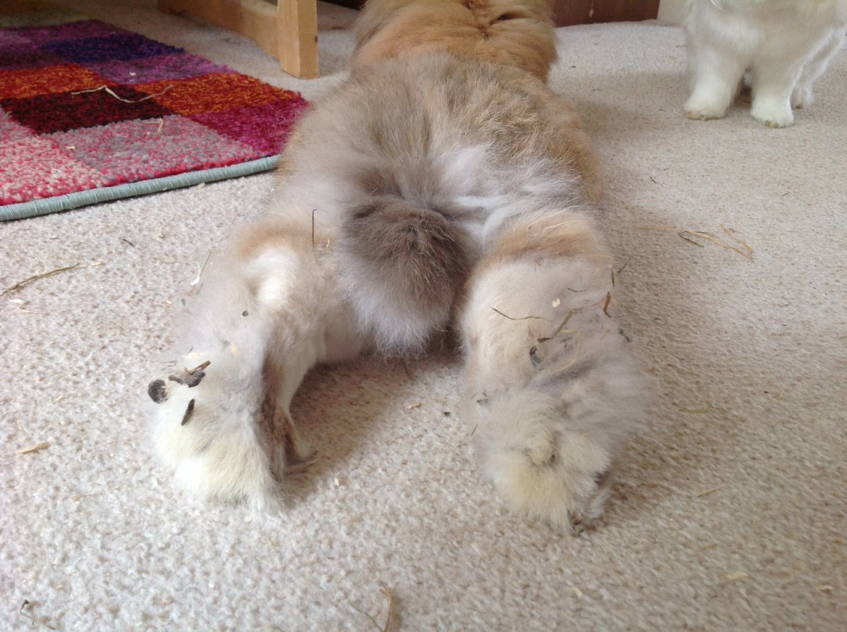 spnbunnies's tweet photo. Bunny: feets 😍😍 https://t.co/EuNXhzhrQR