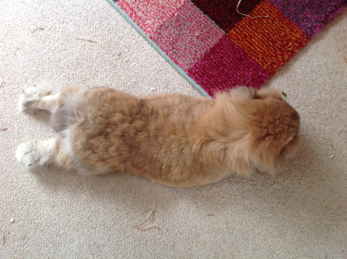 spnbunnies's tweet photo. Bunny: feets 😍😍 https://t.co/EuNXhzhrQR