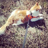 random_randi89's tweet photo. Sherbert loves going outside and actually stays on a leash and harness! #SayCuisine #Ad #HillsPetCrowd #ad https://t.co/vSJBi5hCAZ