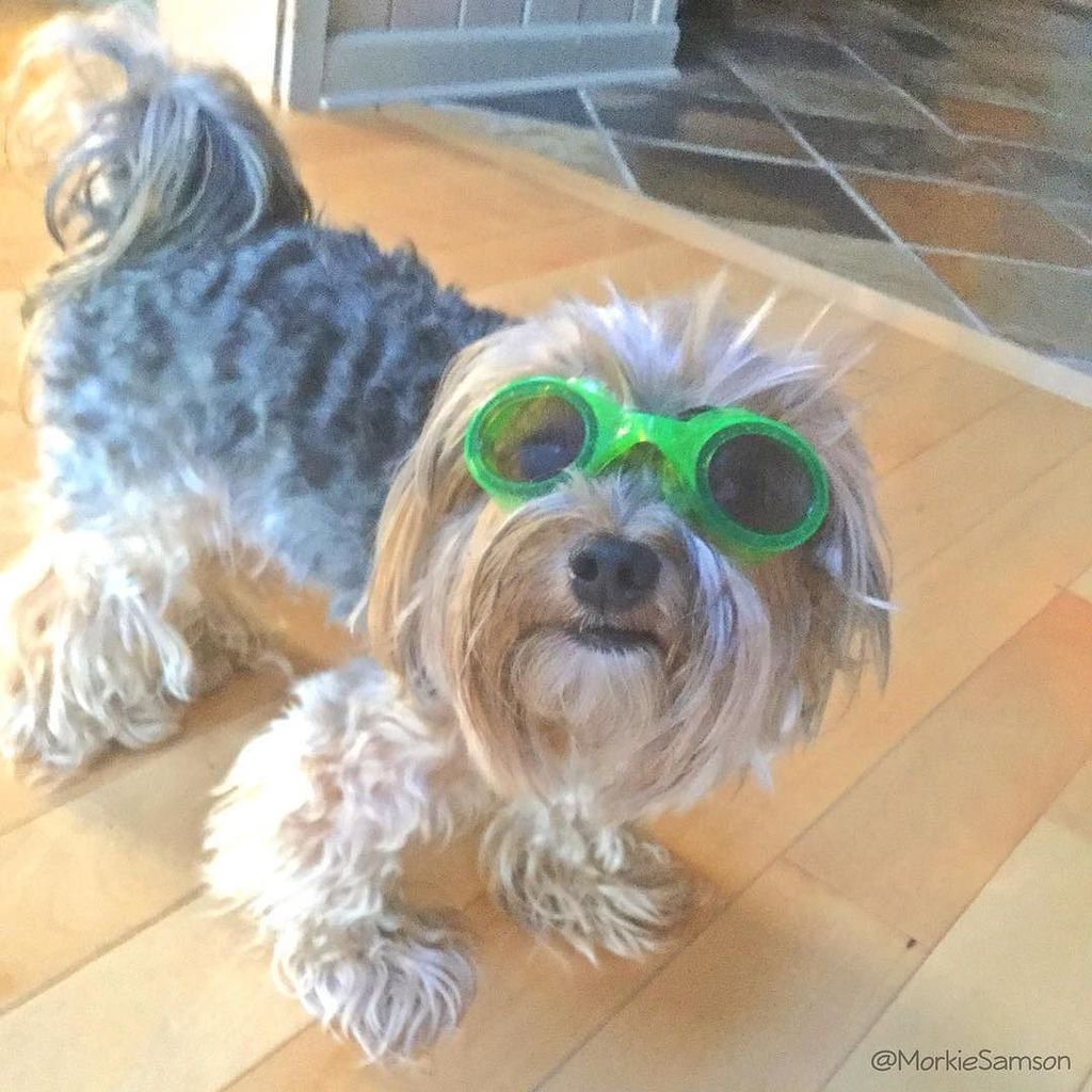 MorkieSamson's tweet image. Ready for a swim ⚓️ #cottageliving #cottage #bigbaypoint #lake #lakesimcoe #morkie #morkie… ift.tt/29psNYD